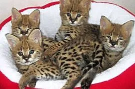 Piękne sawanny - serval - Caracal i Bengalu kociąt
