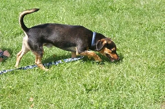Czapi, 12 miesięczny, radosny psiak szuka domu!