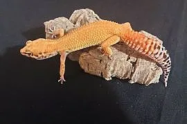 Gekony lamparcie , gekon samica