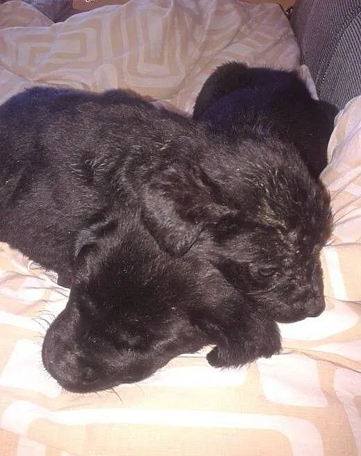 Szczeniaki do pilnej adopcji, dolnośląskie Wałbrz