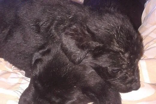 Szczeniaki do pilnej adopcji,  dolnośląskie Wałbrz