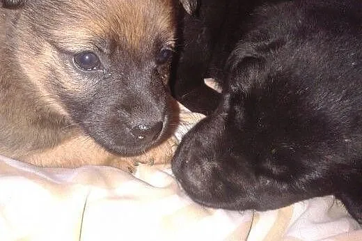 Szczeniaki do pilnej adopcji,  dolnośląskie Wałbrz
