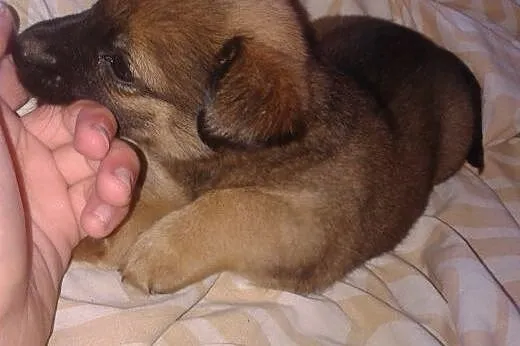 Szczeniaki do pilnej adopcji,  dolnośląskie Wałbrz