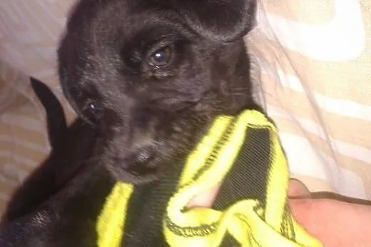 Szczeniaki do pilnej adopcji,  dolnośląskie Wałbrz