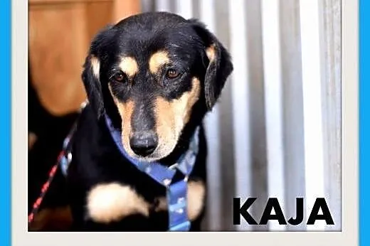 KAJA,średnia,łagodna,wesoła suczka.ADOPCJA,  małopolskie Kraków