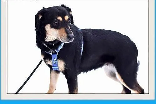 KAJA,średnia,łagodna,wesoła suczka.ADOPCJA,  małop