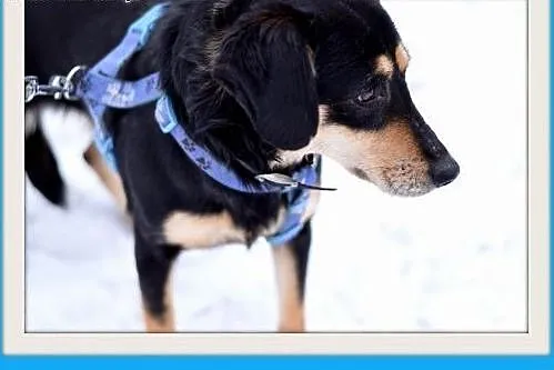 KAJA,średnia,łagodna,wesoła suczka.ADOPCJA,  małop