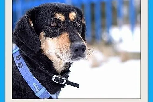 KAJA,średnia,łagodna,wesoła suczka.ADOPCJA,  małop