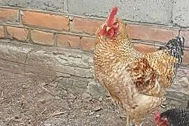 Sprzedam koguta