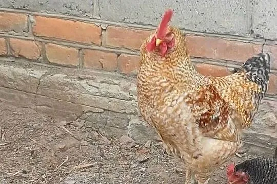 Sprzedam koguta