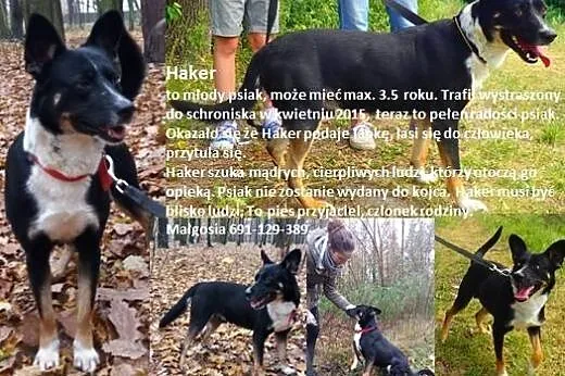 Haker- pilnie szuka domu FILMIK,  łódzkie Skiernie