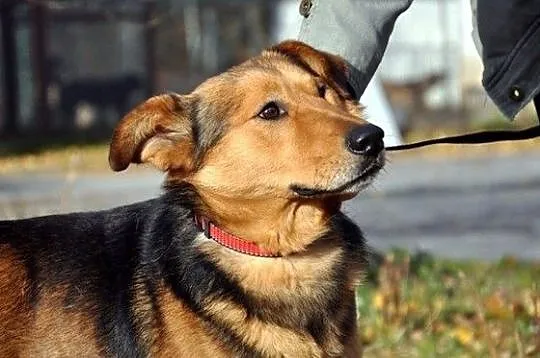 Twój przyjaciel Budi :)