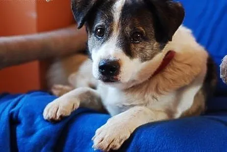 ADOPTUJ swojego Romea ;) ,  łódzkie Skierniewice