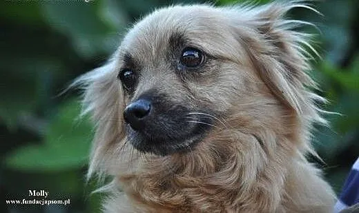 Molly- śliczna suczka dla Ciebie!, mazowieckie No