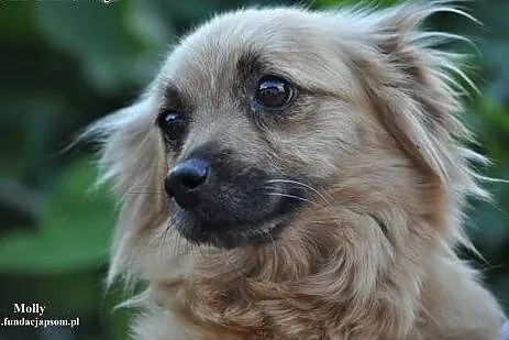 Molly- śliczna suczka dla Ciebie!,  mazowieckie No