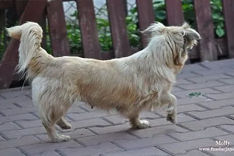 Molly- śliczna suczka dla Ciebie!,  mazowieckie No