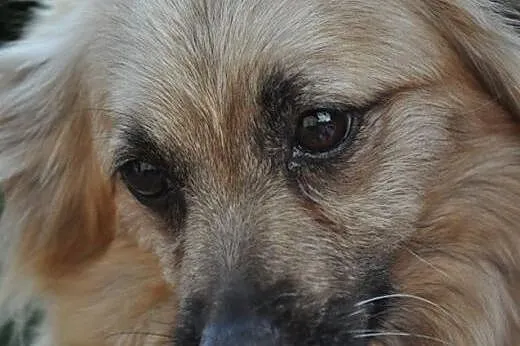 Molly- śliczna suczka dla Ciebie!,  mazowieckie No