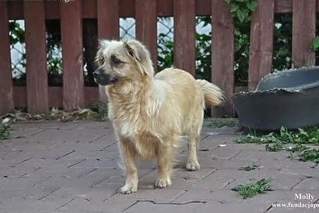 Molly- śliczna suczka dla Ciebie!,  mazowieckie No