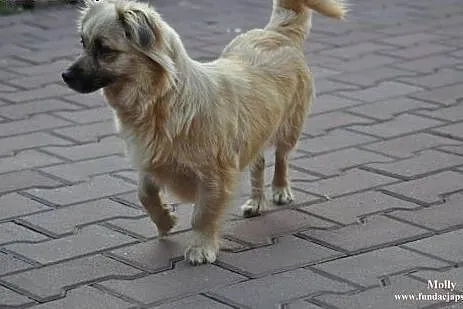 Molly- śliczna suczka dla Ciebie!,  mazowieckie No