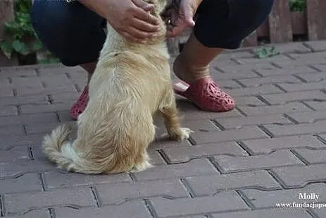 Molly- śliczna suczka dla Ciebie!,  mazowieckie No