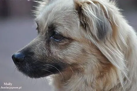 Molly- śliczna suczka dla Ciebie!,  mazowieckie No