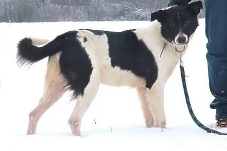 Arni młody psiak bardzo cierpi w schronisku daj mi pilnie domek,  Kundelki cała Polska