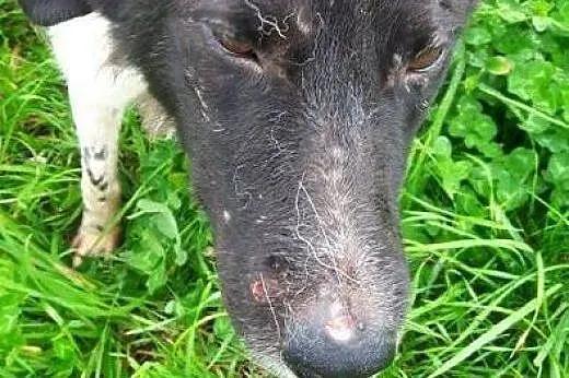 Arni młody psiak bardzo cierpi w schronisku daj mi