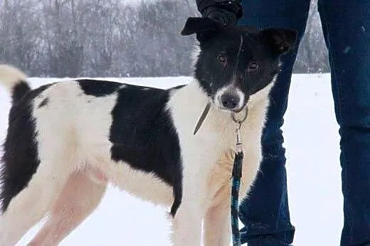 Arni młody psiak bardzo cierpi w schronisku daj mi