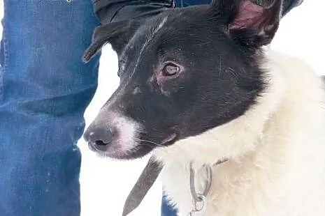 Arni młody psiak bardzo cierpi w schronisku daj mi