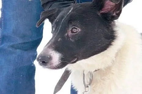 Arni młody psiak bardzo cierpi w schronisku daj mi