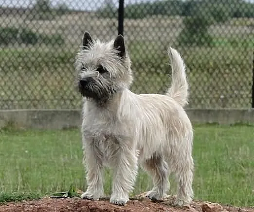 Cairn terrier