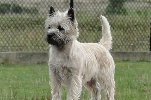 Cairn terrier