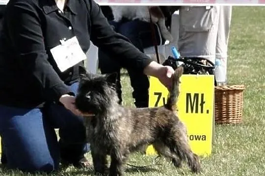 Cairn terrier