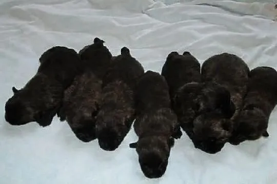 Cairn terrier