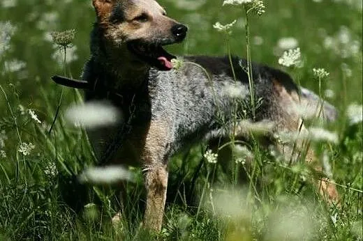 Oryginalny, wspaniały Ketel :),  warmińsko-mazursk