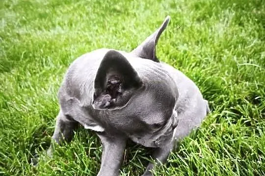 Buldog francuski