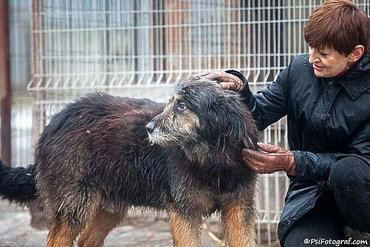 Brus, pies z ,,Niekończącej się Opowieści