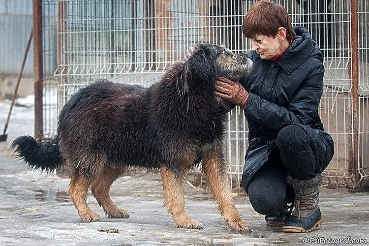 Brus, pies z ,,Niekończącej się Opowieści