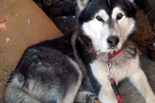 Niechciany, kochający ludzi malamut Edek szuka domu!,  Kundelki cała Polska
