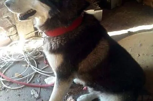 Niechciany, kochający ludzi malamut Edek szuka dom