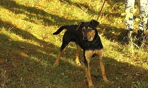 Roczny Lutek, kochający człowieka, pojętny i bezko