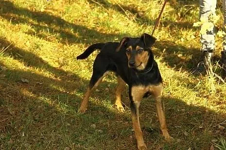 Roczny Lutek, kochający człowieka, pojętny i bezko