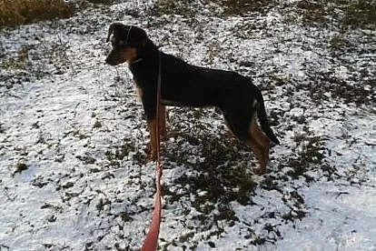 Roczny Lutek, kochający człowieka, pojętny i bezko