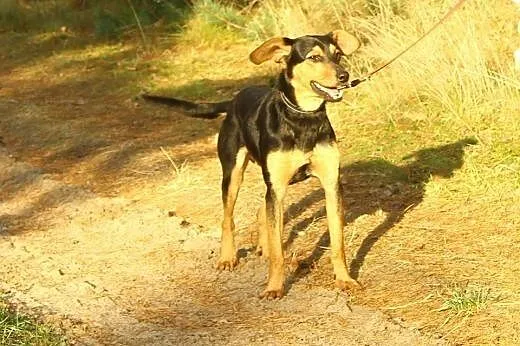 Roczny Lutek, kochający człowieka, pojętny i bezko