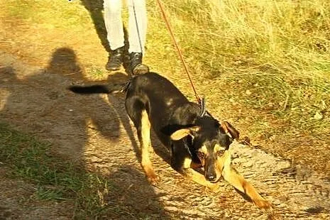 Roczny Lutek, kochający człowieka, pojętny i bezko