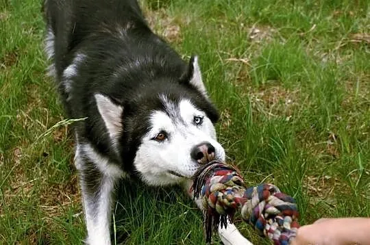 Marcel piękny alaskan malamute mix siberian husky