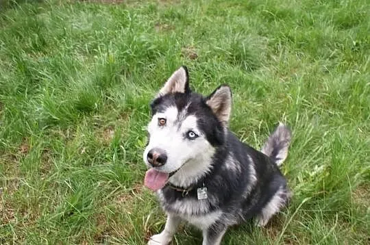 Marcel piękny alaskan malamute mix siberian husky