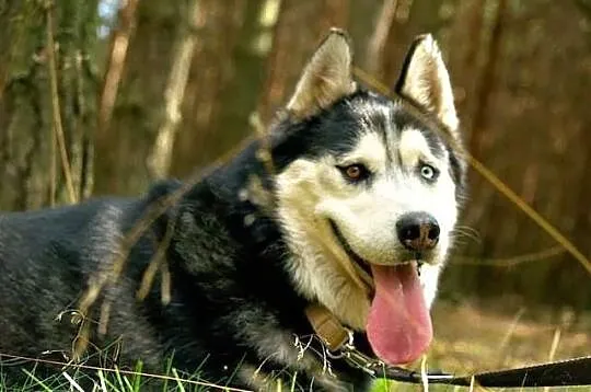 Marcel piękny alaskan malamute mix siberian husky