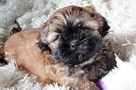 Złoty Shih tzu z rodowodem