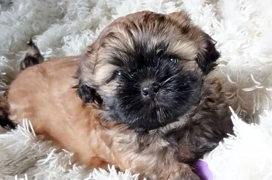 Złoty Shih tzu z rodowodem